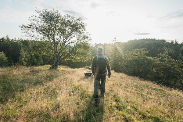 Quels sont les meilleurs itinéraires pour une randonnée en forêt tempérée au Canada ?